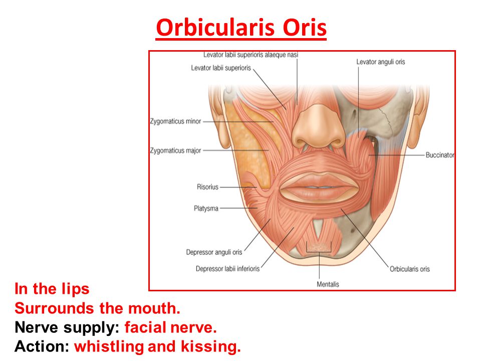 Scalp Muscles of face D.Rania Gabr D.Sama. D.Elsherbiny. ppt